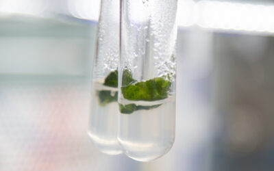La biotecnología vegetal crece «in vitro» en la UNAHUR