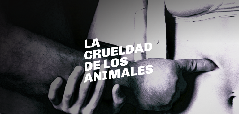 Ciclo «El Cervantes en la UNAHUR»: «La crueldad de los animales»