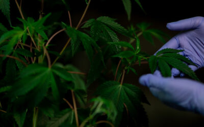 La UNAHUR investigará sobre el cultivo de cannabis con fines de investigación médica y científica