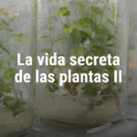 la-vida-secreta-de-las-plantas-II_not