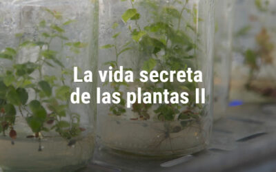 Se realizará la jornada »La vida secreta de las plantas II»