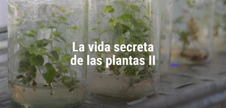 Se realizará la jornada »La vida secreta de las plantas II»
