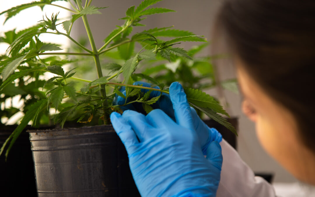 Investigaciones sobre cannabis en UNAHUR #CienciaUniversitaria